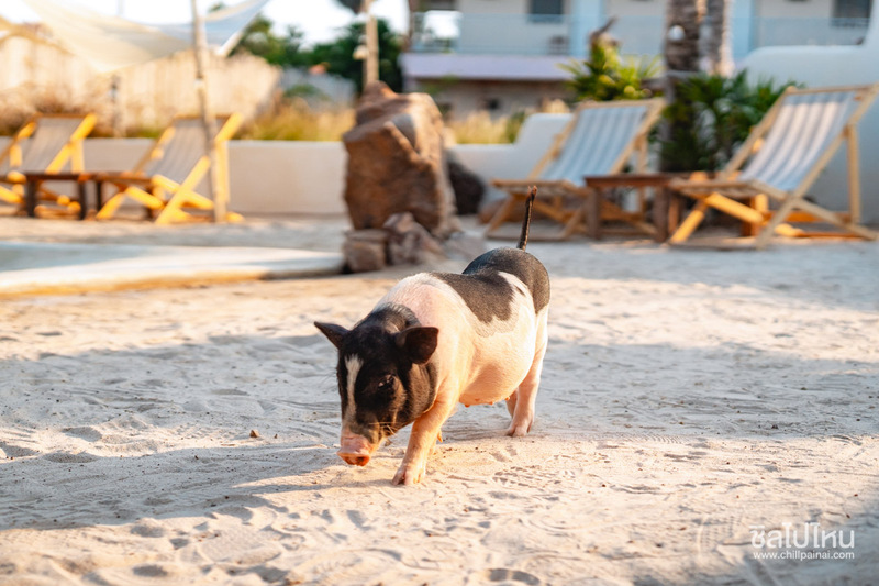 top 20+ ที่เที่ยวเกาะล้าน พักผ่อนชิล ๆ มุมถ่ายรูปเพียบ