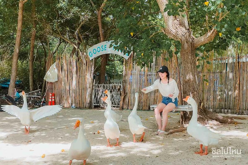 top 20+ ที่เที่ยวเกาะล้าน พักผ่อนชิล ๆ มุมถ่ายรูปเพียบ