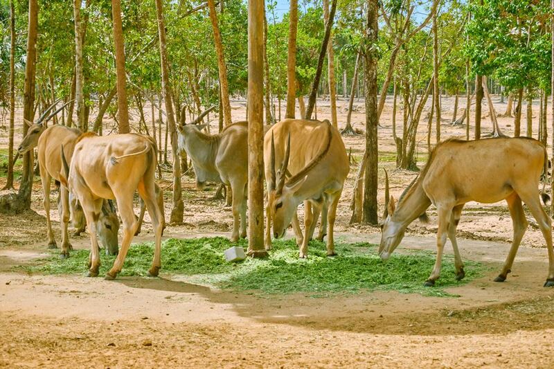 bamboo legend, dinh cau temple, grand world, hon thom cable car, hon thom island, kiss of the sea show, phu quoc night market, sunset town, teddy bear museum, the kiss bridge, vin wonders, vinpearl safari, vo trong nghia, กระเช้าลอยฟ้าที่ยาวที่สุด, กระเช้าลอยฟ้าฟูก๊วก, กระเช้าลอยฟ้าฟูโกว๊ก, ซันเซ็ท ทาวน์, ตลาดนัดกลางคืนฟูโกว๊ก, พิพิธภัณฑ์หมีเท็ดดี้แบร์, ล่องเรือแกรนด์เวิร์ล, วัดดิงชาว, วิน วันเดอร์, สวนสัตว์วินเพิร์ล ซาฟารี, สะพานจูบ, อควาเรี่ยมฟูก๊วก, อควาเรี่ยมฟูโกว๊ก, เกาะฟูก๊วก, เกาะฟูโกว๊ก, เกาะสัปปะรด, เกาะฮอนเทิม, เที่ยวเกาะฟูก๊วก, เที่ยวเกาะฟูโกว๊ก, เที่ยวเวียดนาม, เที่ยวเวียดนาม 2024, เที่ยวเวียดนาม 2567, แกรนด์ เวิร์ล, top 12+ ที่เที่ยวเกาะฟูโกว๊ก 2024 เช็คอินแลนด์มาร์คยอดฮิต ชมโชว์สุดอลังการ