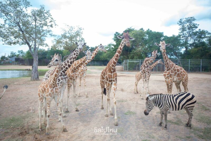 top 15+ กิจกรรม unseen ทั่วไทยที่ต้องไปทำให้ได้สักครั้ง