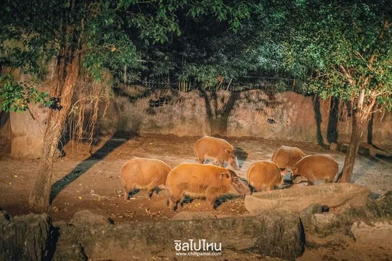 top 15+ กิจกรรม unseen ทั่วไทยที่ต้องไปทำให้ได้สักครั้ง