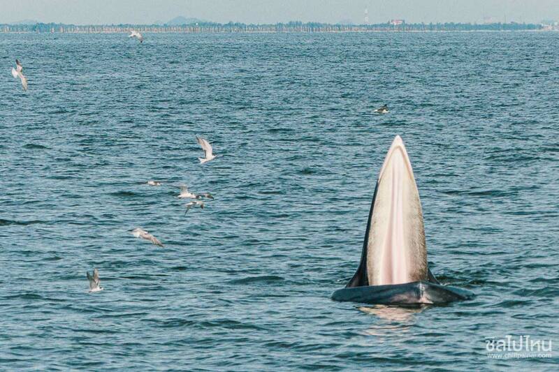 top 15+ กิจกรรม unseen ทั่วไทยที่ต้องไปทำให้ได้สักครั้ง