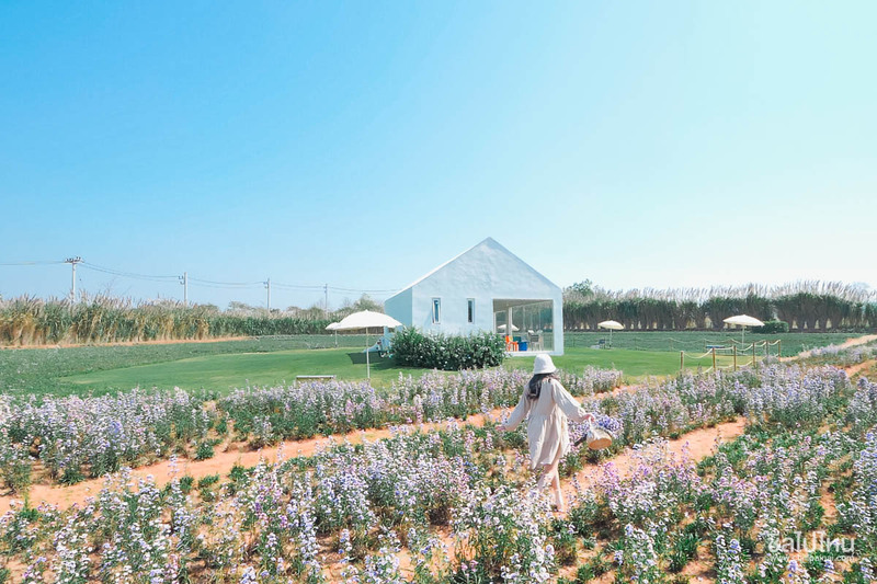 top 10+ คาเฟ่เขาใหญ่ สุดฮิตท่ามกลางธรรมชาติสวนดอกไม้และวิวภูเขา