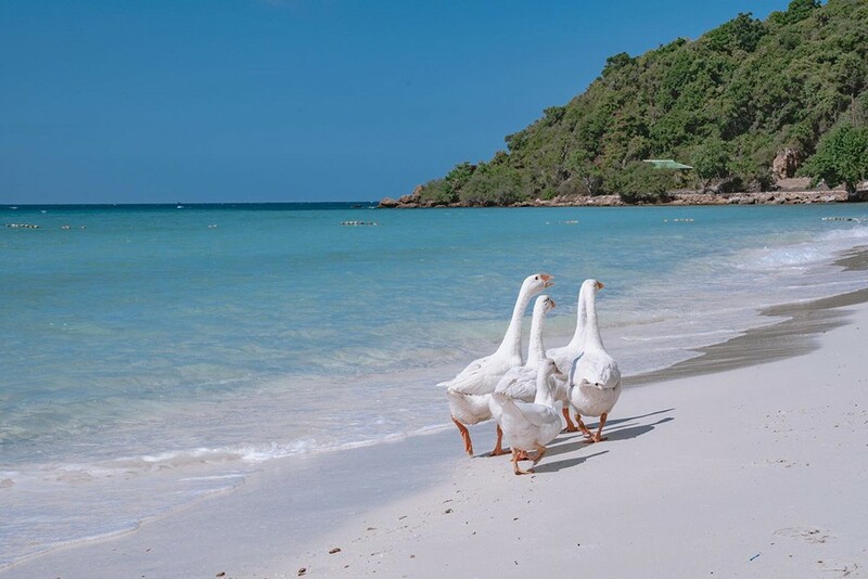 อัพเดทใหม่! 8 ที่พักเกาะล้าน 2024 วิวสวย ใกล้ทะเลธรรมชาติ